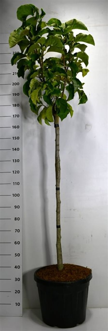Magnolia 'Sunsation' - 120 CM Stem Cont.